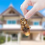 systematic pest control approach