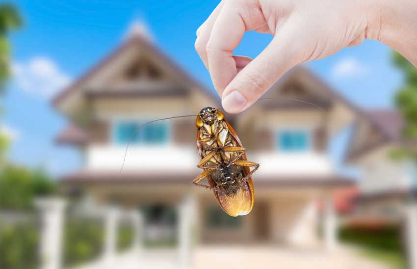 systematic pest control approach